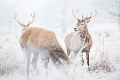 Deers on field ld against sky