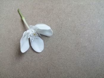 Close-up of white flowering plant