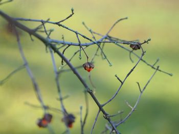 Close-up of berries on tree