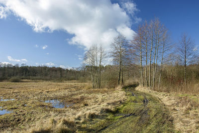 A wet road to the forest and marshy meadows