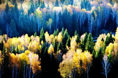 Panoramic view of pine trees in forest during autumn