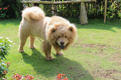 Portrait of a dog on field