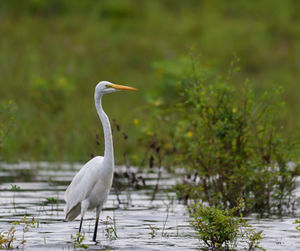 White heron in a lake