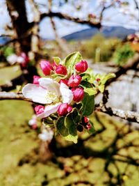 Close-up of pink cherry blossom plant