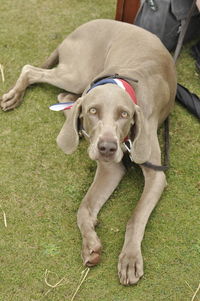 Dog relaxing on field