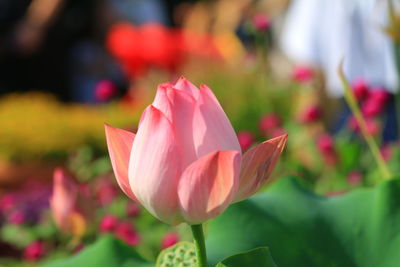 Close-up of pink rose