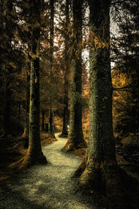 Trees in forest