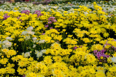 Close-up of yellow flowering plant on field