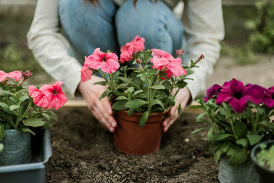 Midsection of woman picking flowers