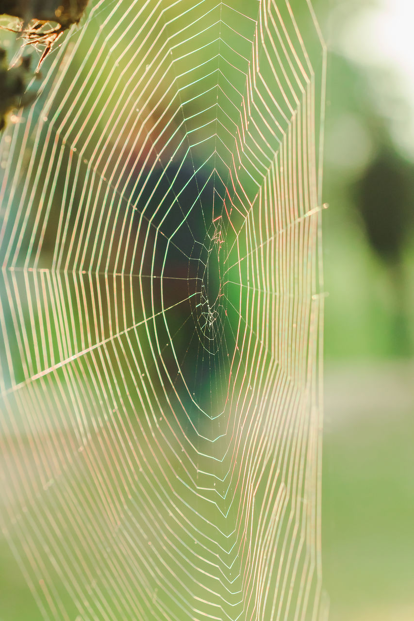 FULL FRAME SHOT OF SPIDER ON WEB