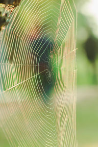 Close-up of spider web