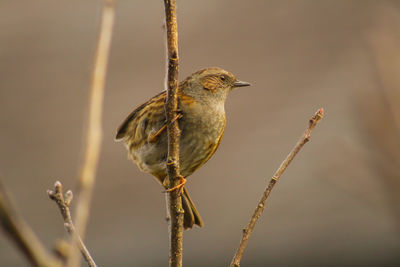 Close-up of bird perching on branch