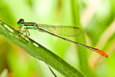 Close-up of grasshopper on plant