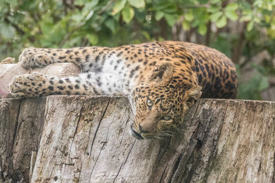 Cat relaxing on tree in zoo