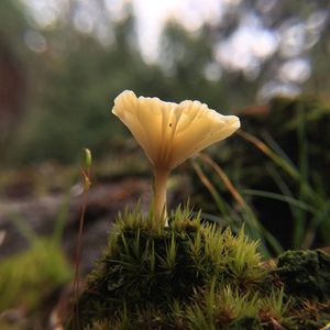 Close-up of yellow flowering plant on field