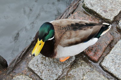 Close-up of duck in water