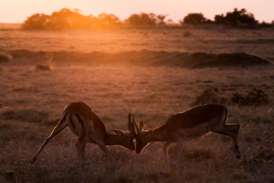 Deer in a field