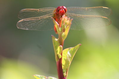 Close-up of insect on plant