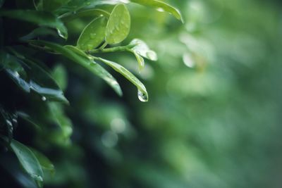 Close-up of wet plant leaves during rainy season