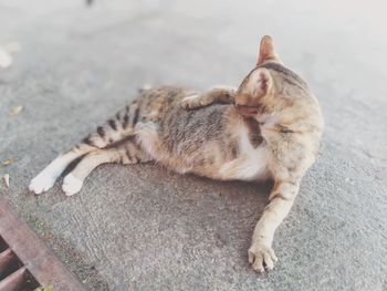 High angle view of cat sleeping