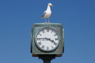 Seagull perching on clock against clear blue sky