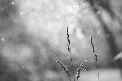 Close-up of wet plant