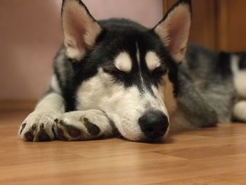 Close-up of a dog sleeping on hardwood floor