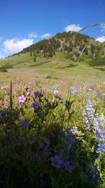 Purple flowers growing in field against cloudy sky