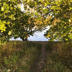 Trees on field against sky