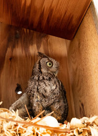 Portrait of owl perching on nest