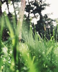 Close-up of wet grass on field