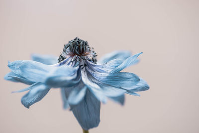 Close-up of wilted flower against white background