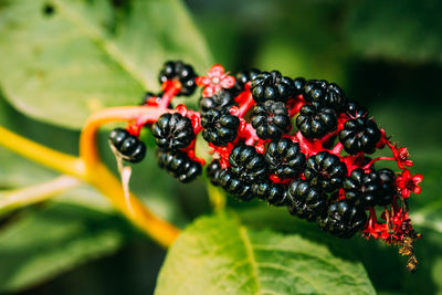 Close-up of berries growing on plant