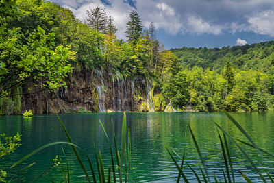 Plants growing by lake in forest against sky