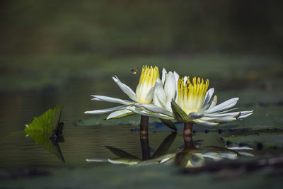 Close-up of lotus water lily in lake