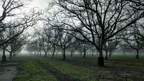 Trees on field against sky