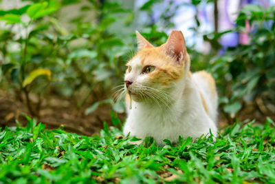 Cat looking away on field