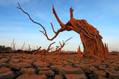 Driftwood on sand against sky