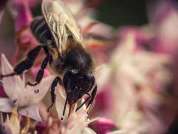Close-up of insect on flower