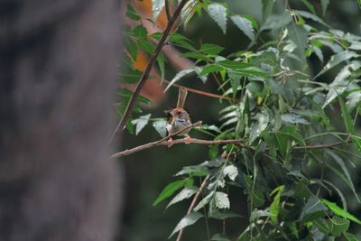 Bird perching on a tree