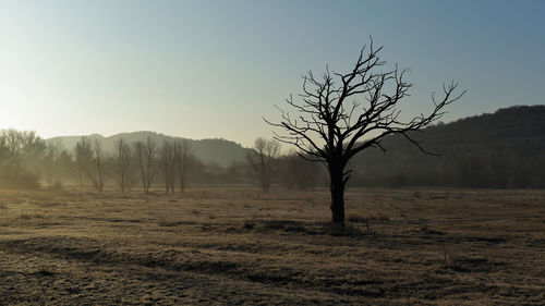 Bare trees on field against sky