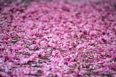 Full frame shot of pink flowering plant