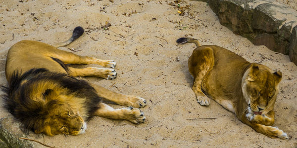 High angle view of cats resting