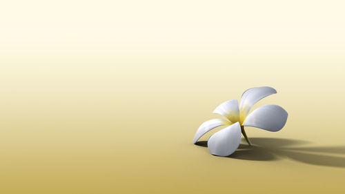 Close-up of white flower