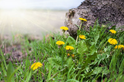 Close-up of yellow flowering plants on field