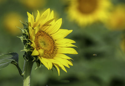 Close-up of sunflower against blurred background