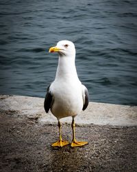 Seagull perching on a sea