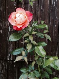 Close-up of pink rose