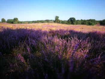 Purple flowering plants on field