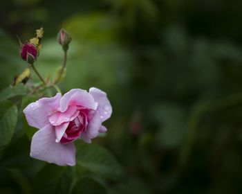 Close-up of pink rose